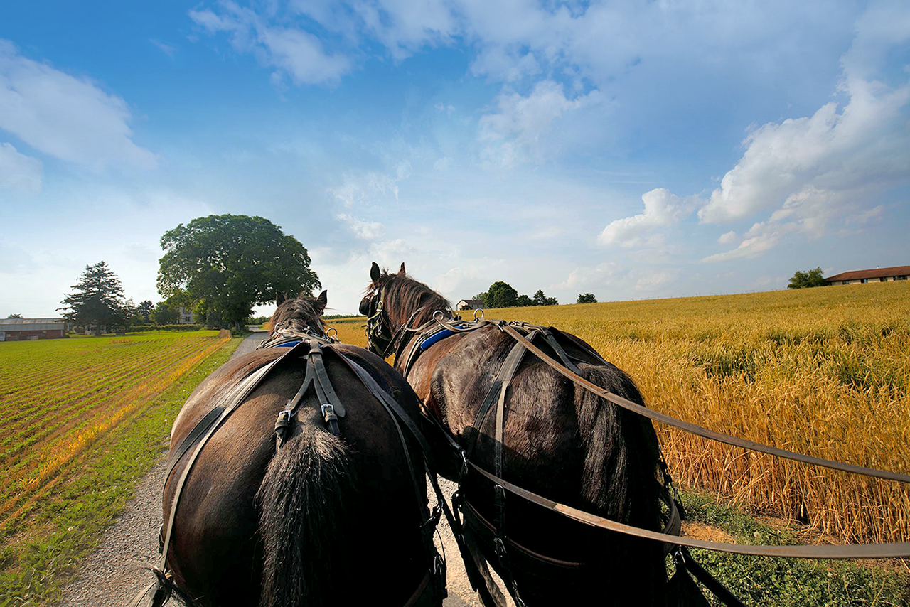 Pferdekutsche auf einer Landstraße zwischen Feldern im Amish Country in Pennsylvania