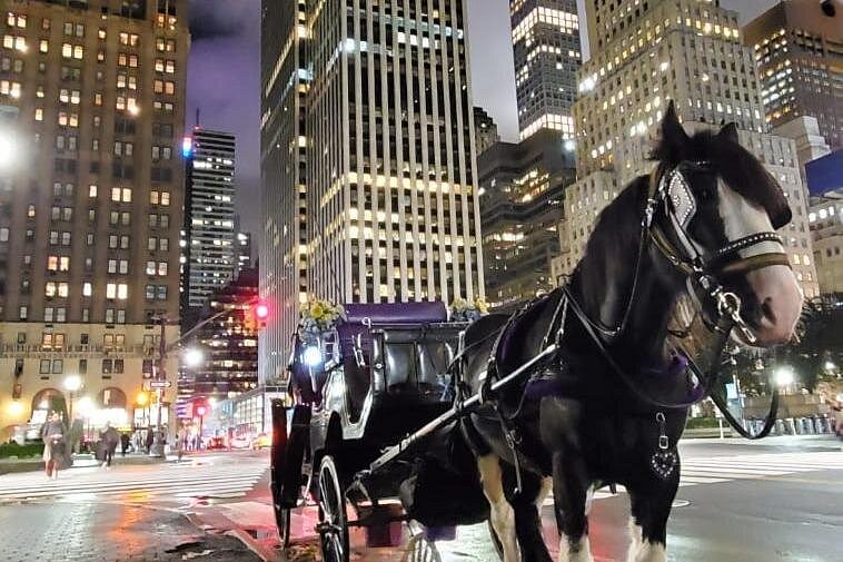 Schwarzes Pferd vor einer eleganten Kutsche auf einer beleuchteten Straße zwischen den Wolkenkratzern von Manhattan.