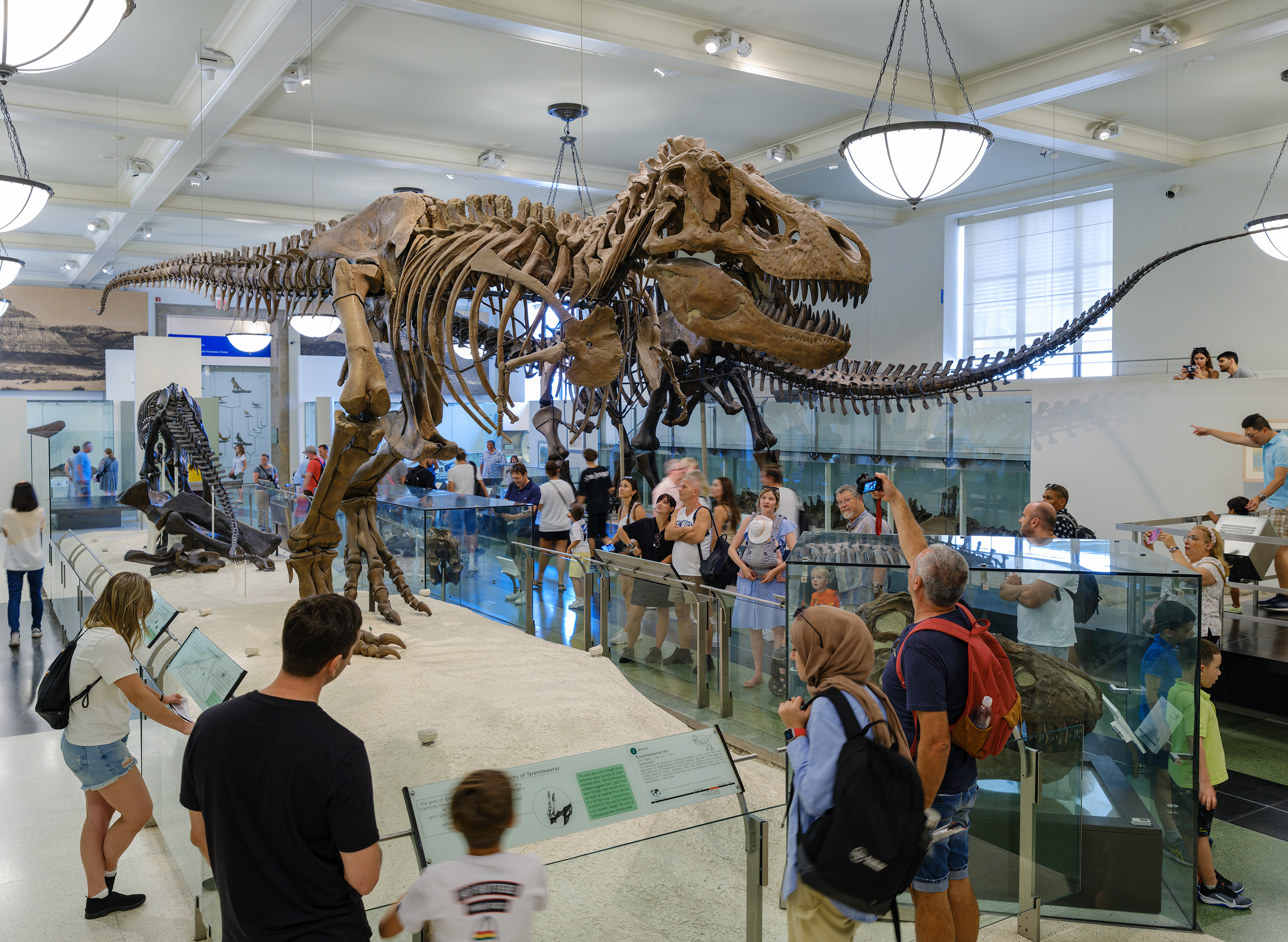 Dinosaurierskelett im American Museum of Natural History in New York mit Besuchern in der Ausstellung